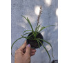 Офіопогон японський (Ophіopogon japonicus)